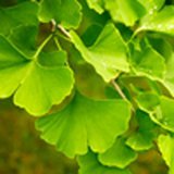 Ginkmedžio ekstraktas (Ginkgo biloba)